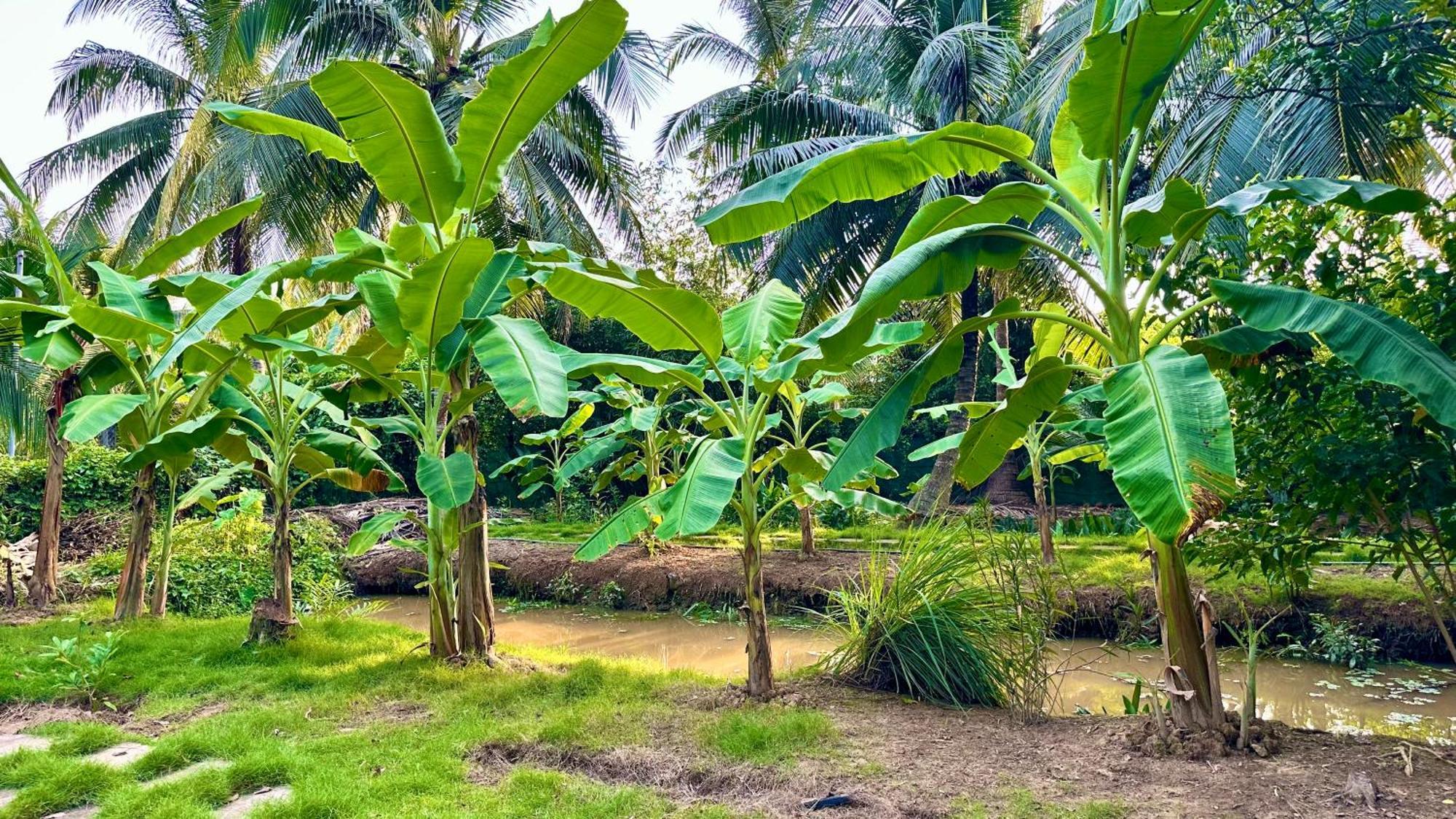 Hide Away Bungalows In Ben Tre City Ngoại thất bức ảnh